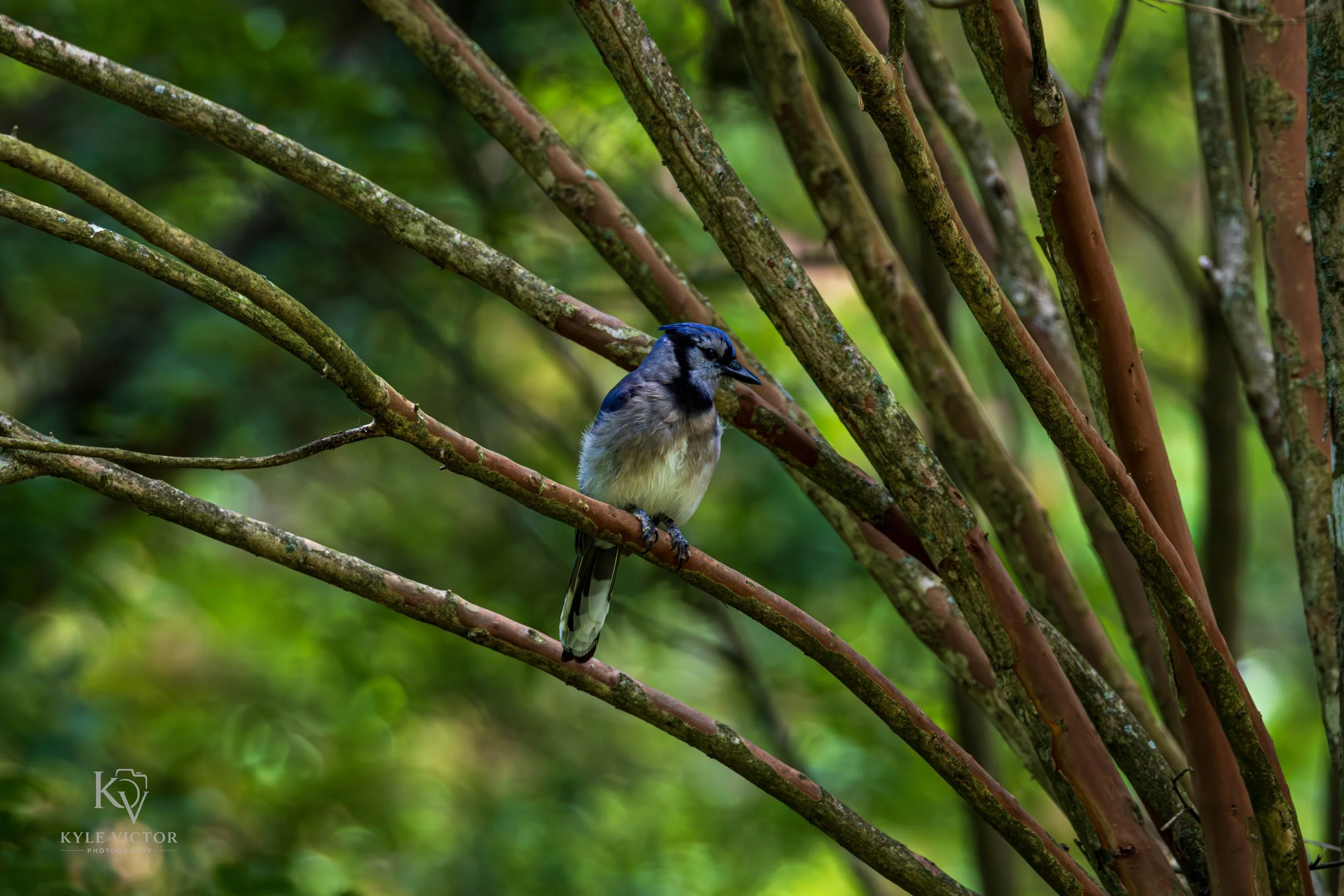 A blue and white bird perched on a branch among green foliage and intersecting branches in a natural setting.