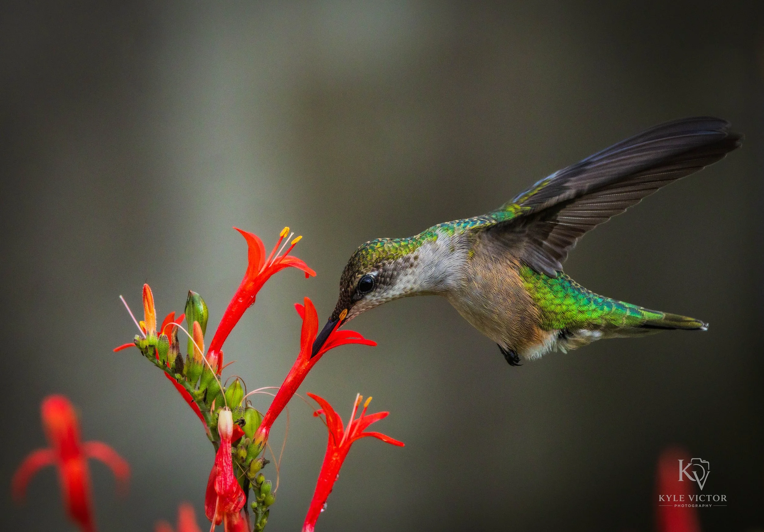 A hummingbird with iridescent green and brown feathers feeding on red orange flowers.