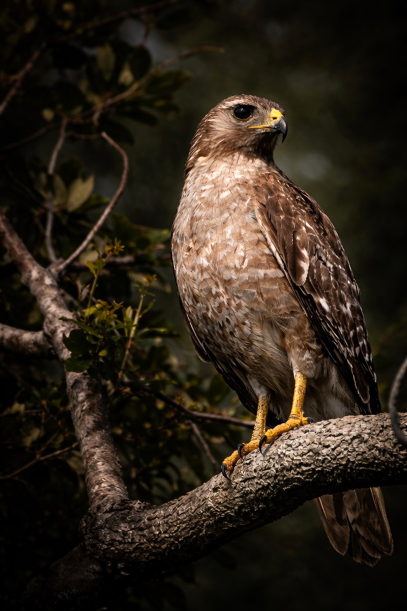 Red- Shouldered Hawk