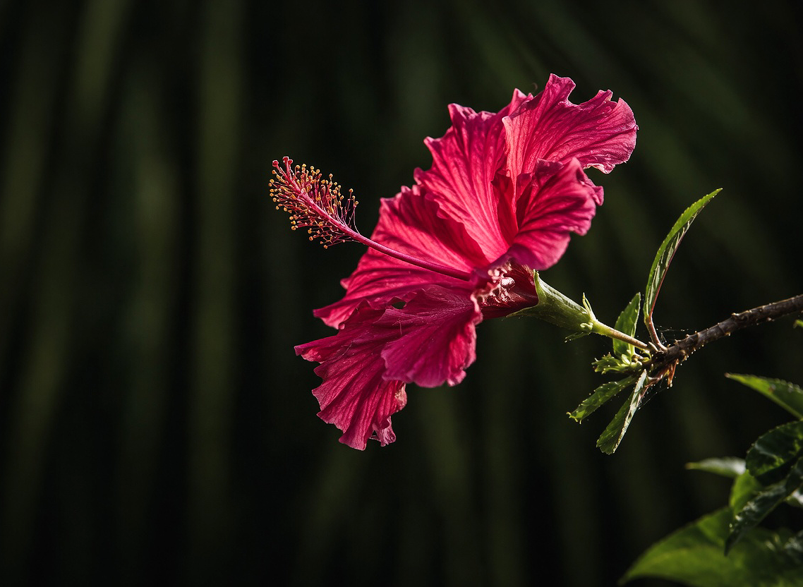 Vibrant red hibiscus flower