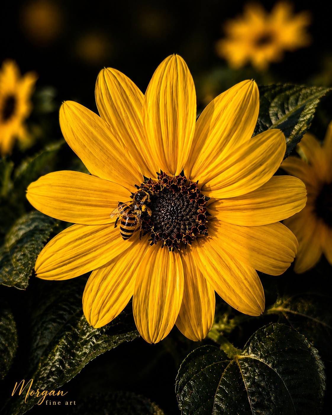 Radiant SunFlower