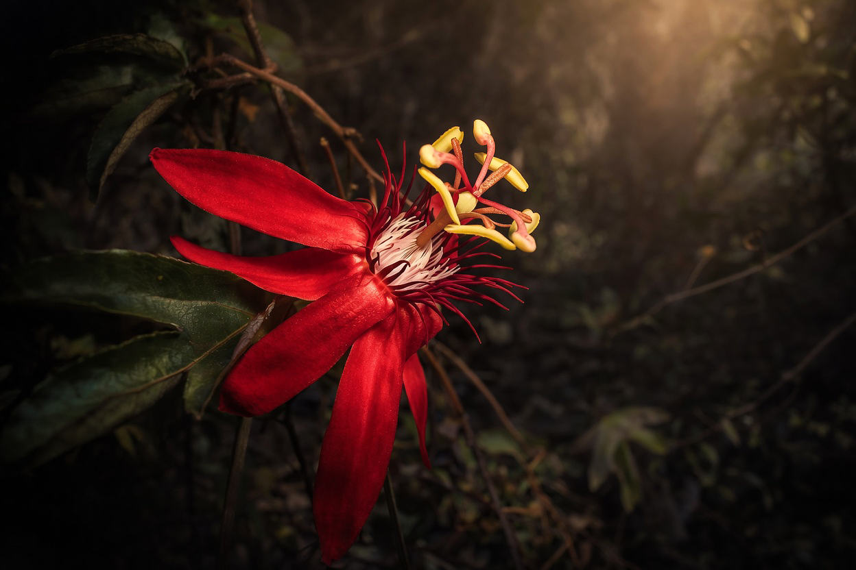 Vibrant red hibiscus in soft light