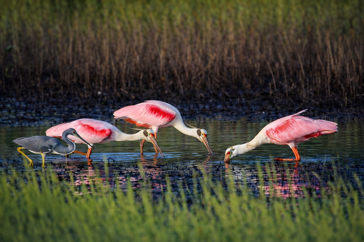 Roseate Spoonbills and a Tricolored Heron
