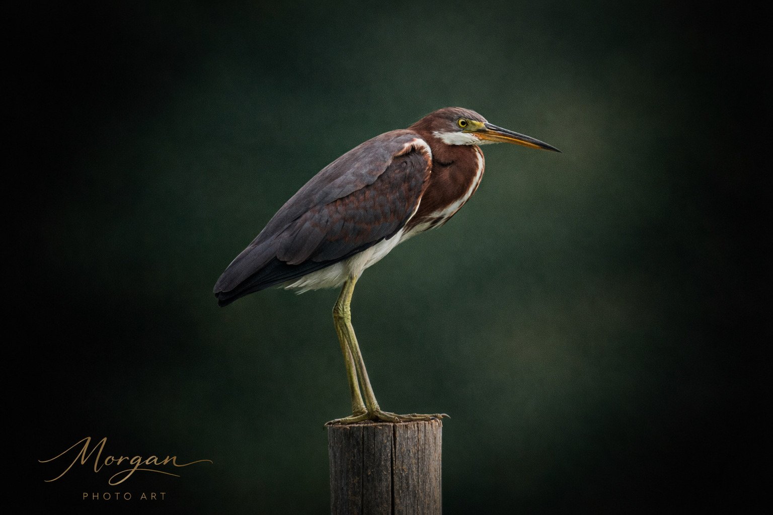 Green Heron