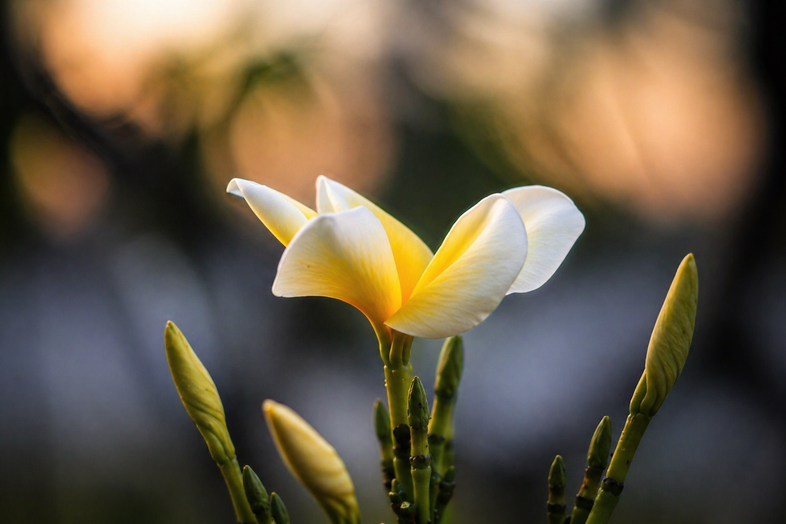 Tropical Plumeria