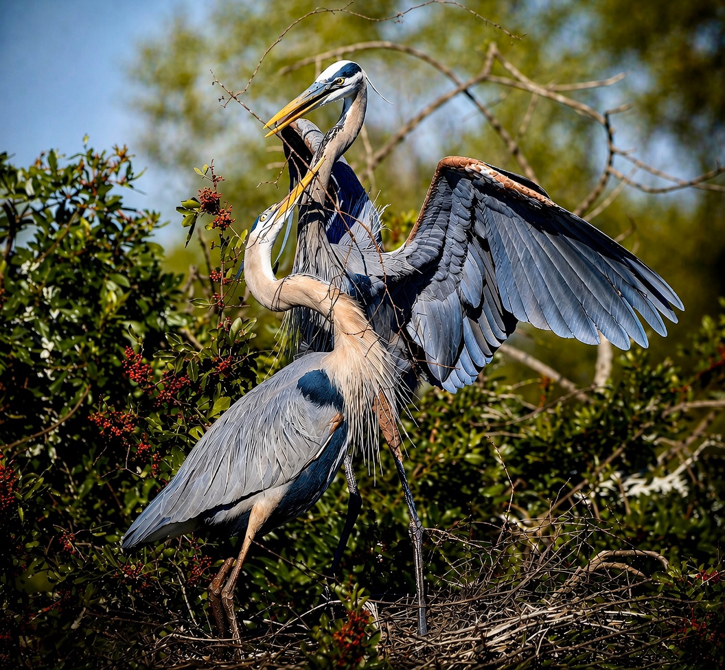 Great Blue Herons