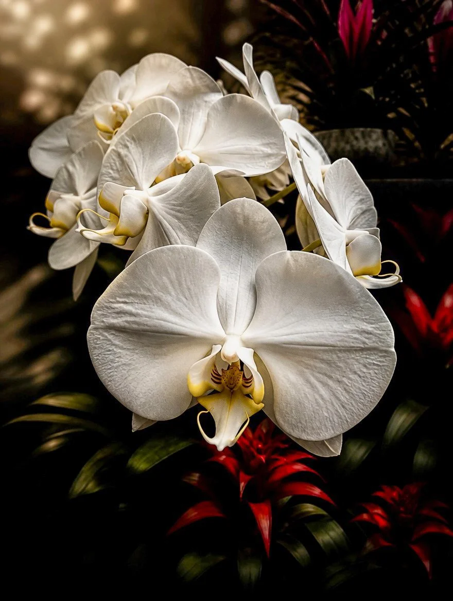 White orchids