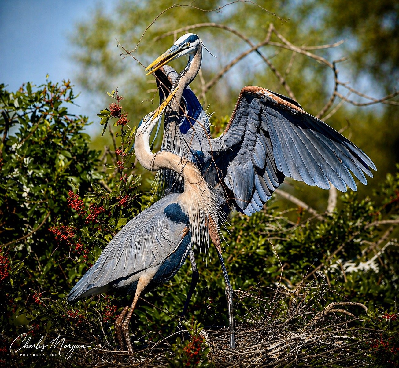 Great Blue Herons
