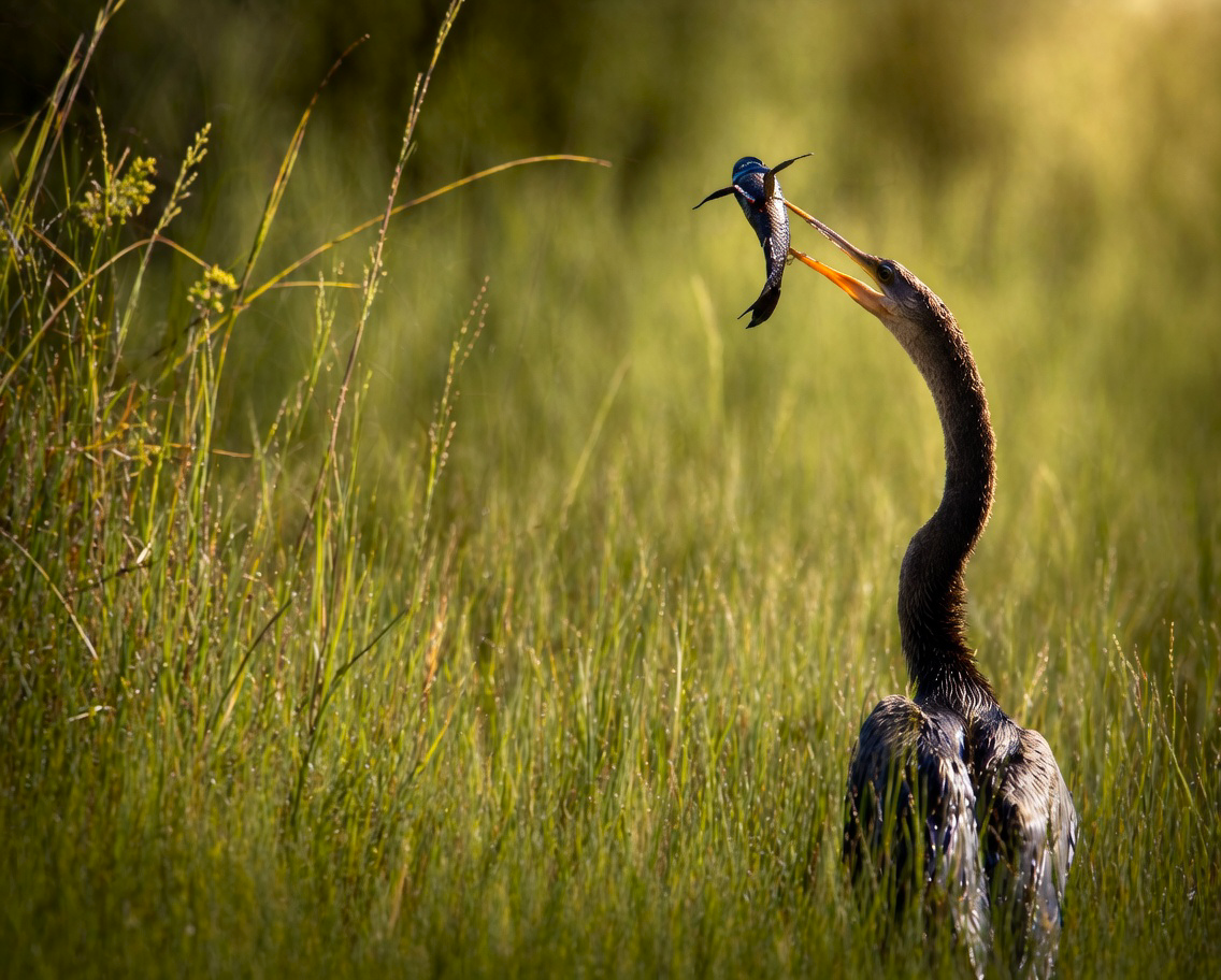 Anhinga