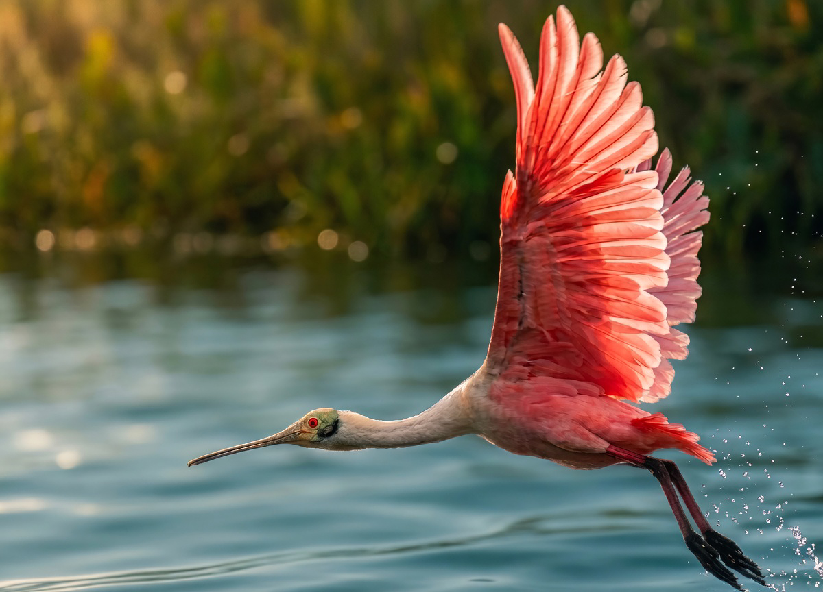 Roseate Spoonbill lifting off