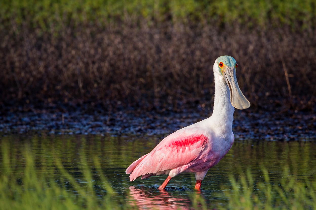 Roseate Spoonbill