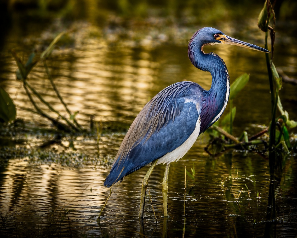 Tricolored Heron