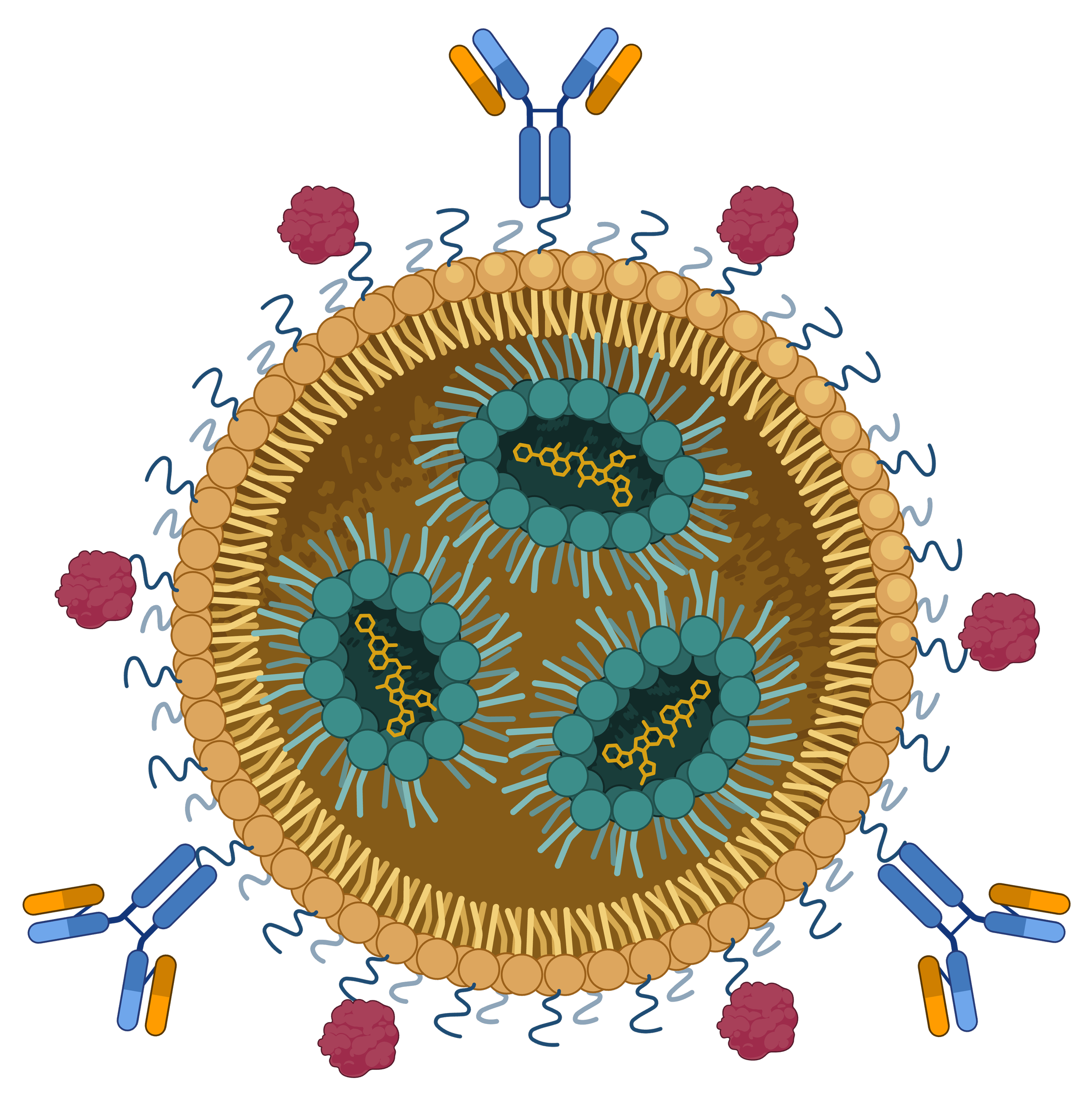 Diagram of targeted lipid nanoparticle