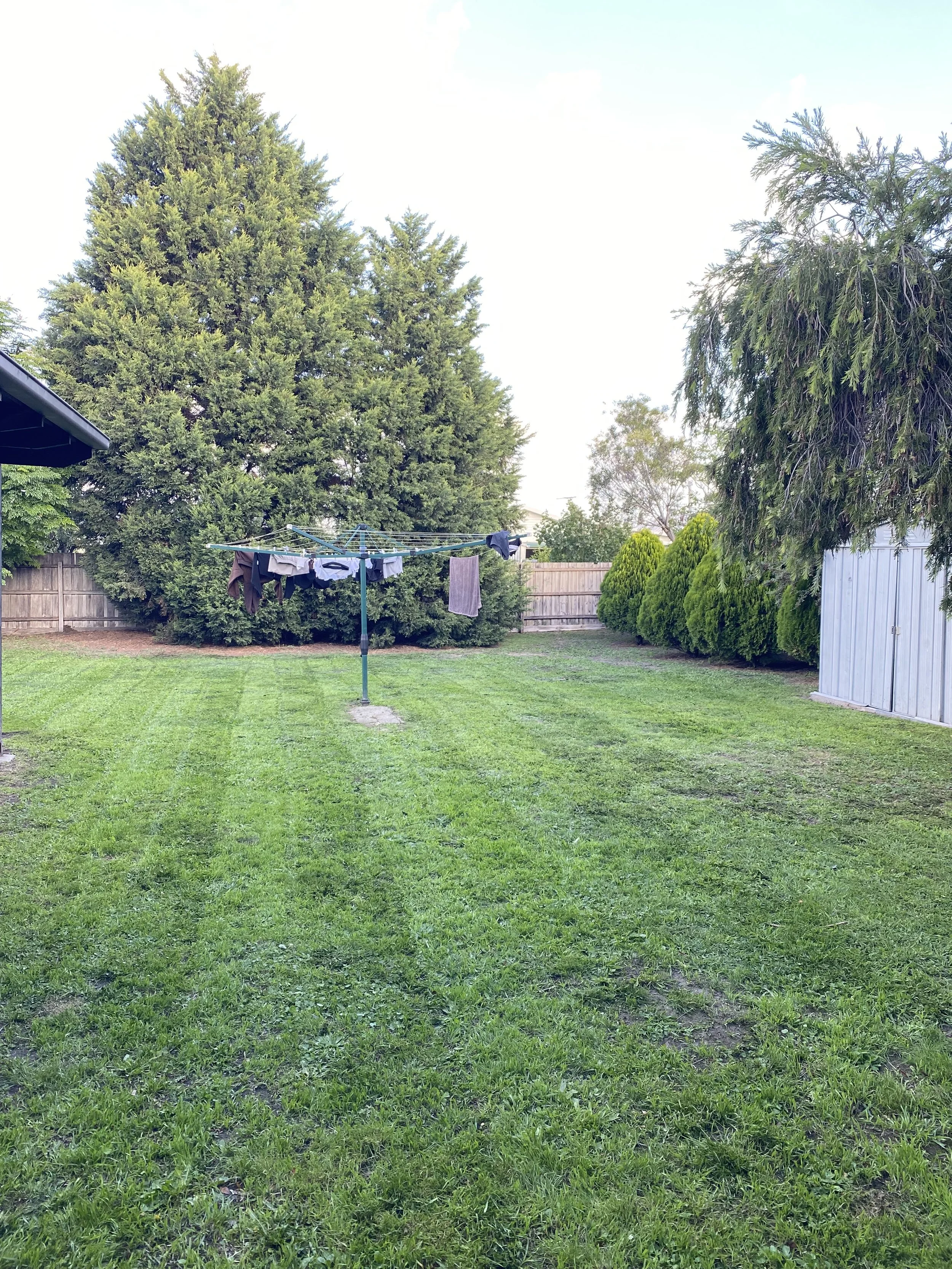 A backyard with lush green grass, a clothesline with clothes hanging, tall trees, a wooden fence, and a shed.