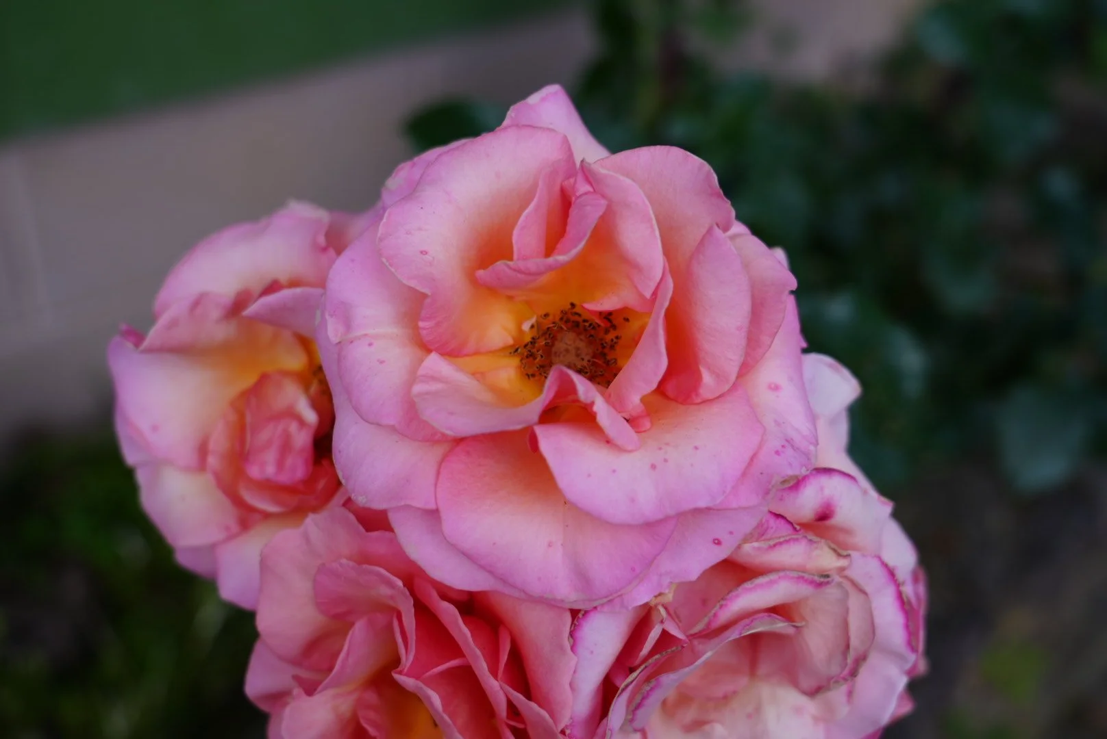 DSC00912.jpeg
