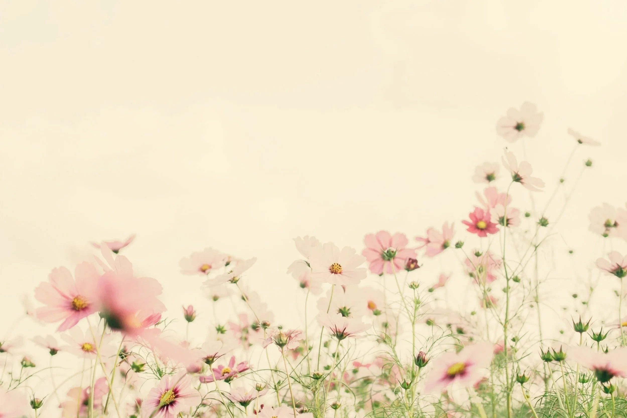 Soft pink and white flowers with green stems on a light beige background