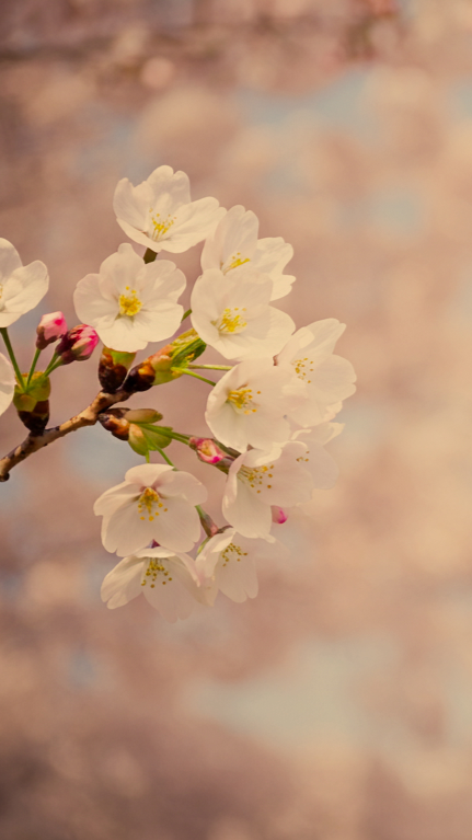 Close-up of white cherry blossoms with pink buds on a branch against a blurred background.