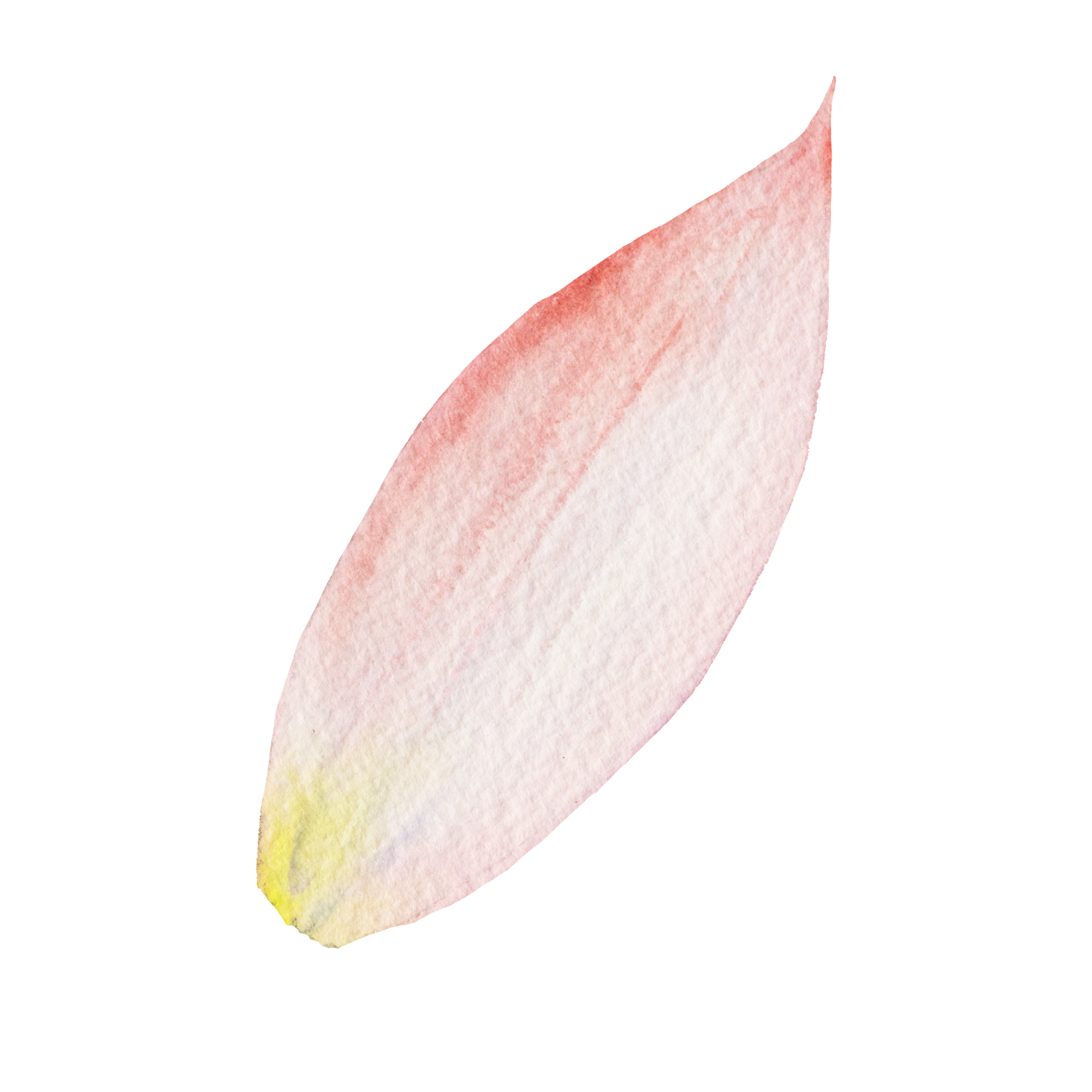 A watercolor illustration of a human heart with a gradient color from pink at the top to yellow at the bottom.