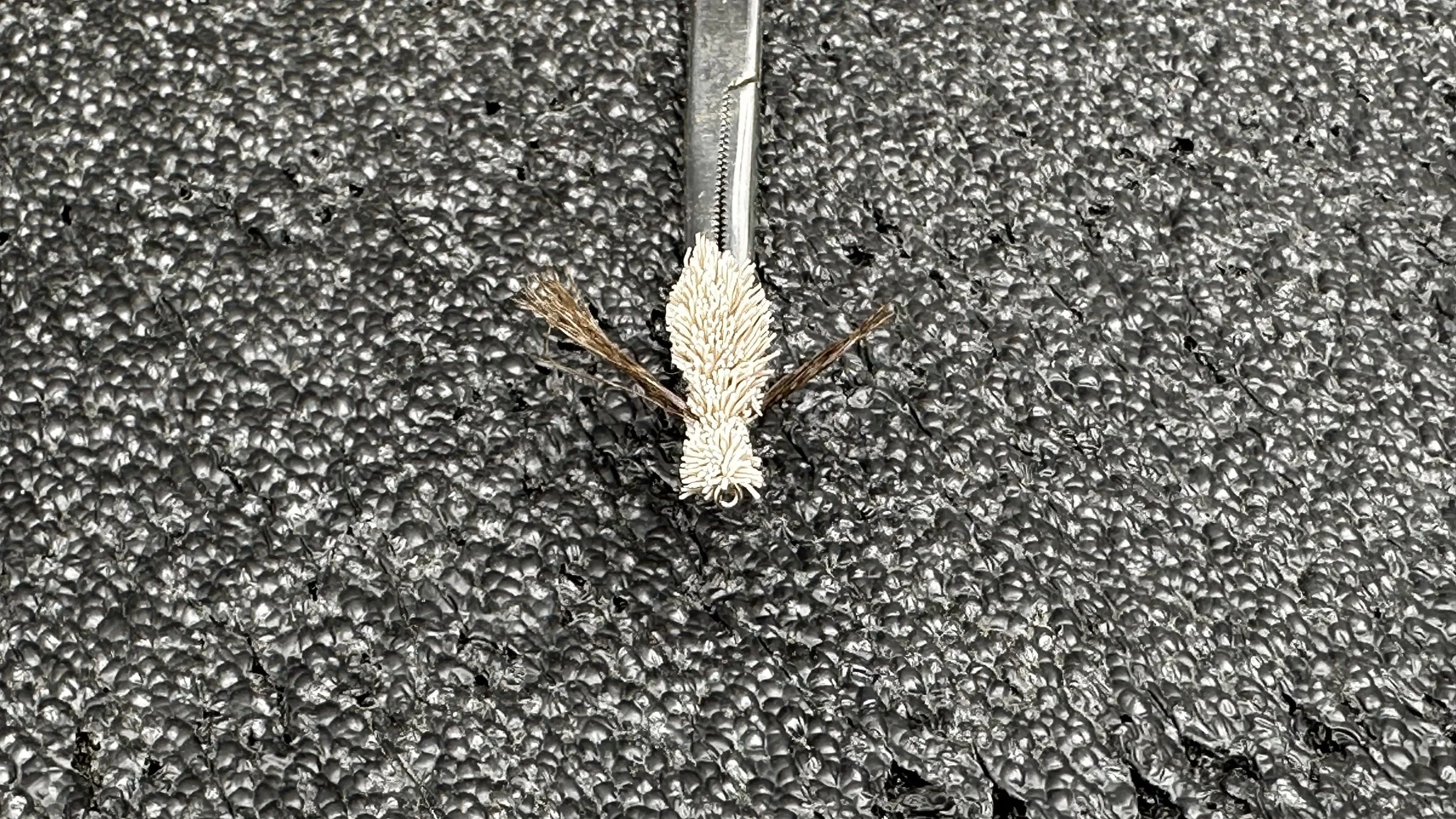 Gomphus Natural Size 8
