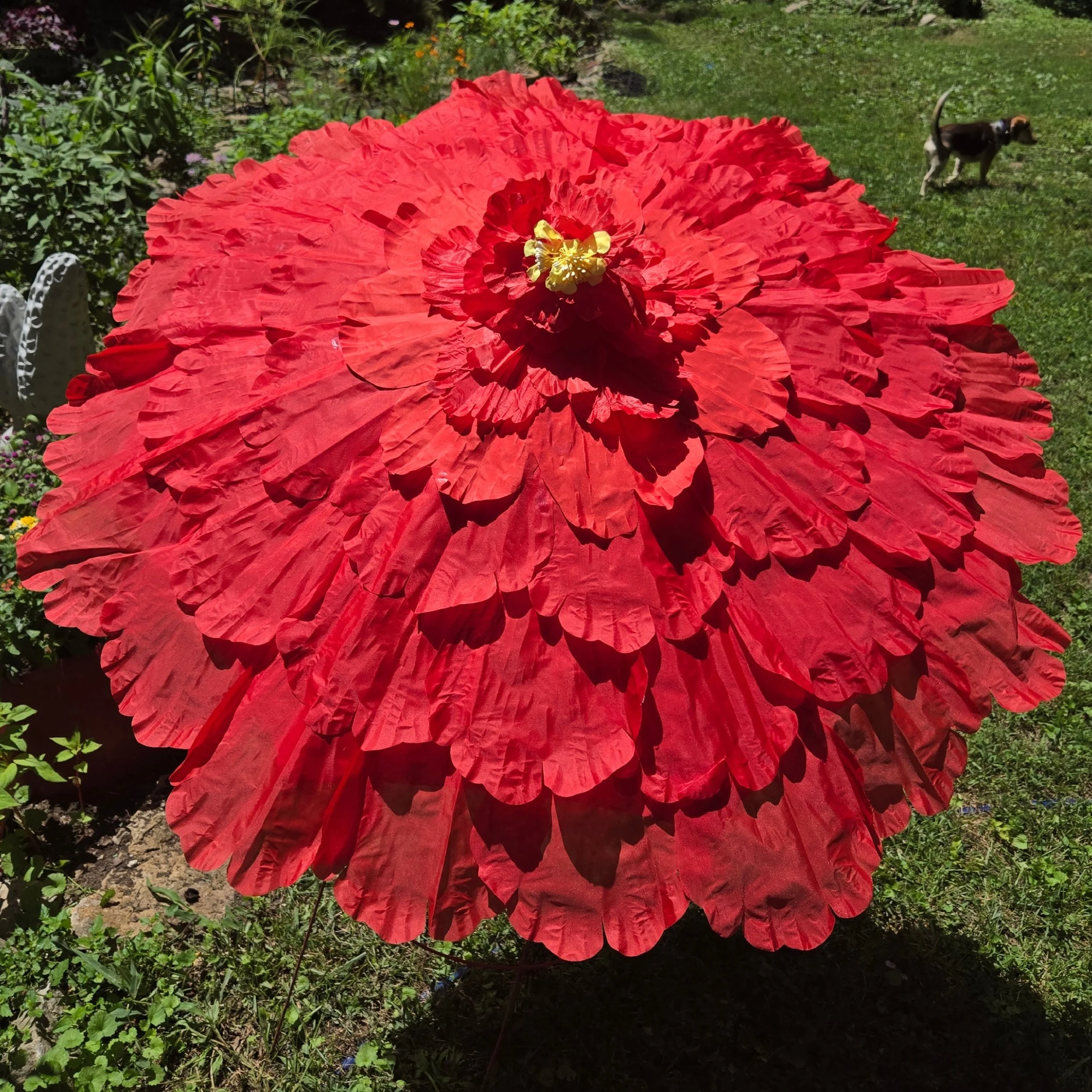 SingleRedFlower.JPG