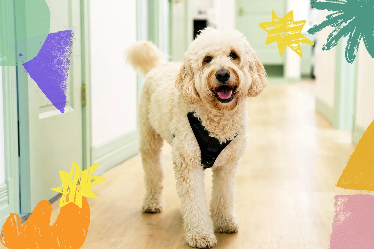 buddy the therapy dog in the office hallway