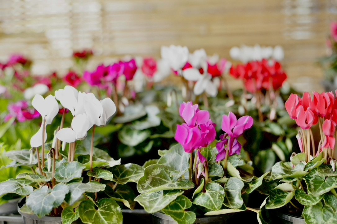 Garden Flowers / Pot Plants $8 each
