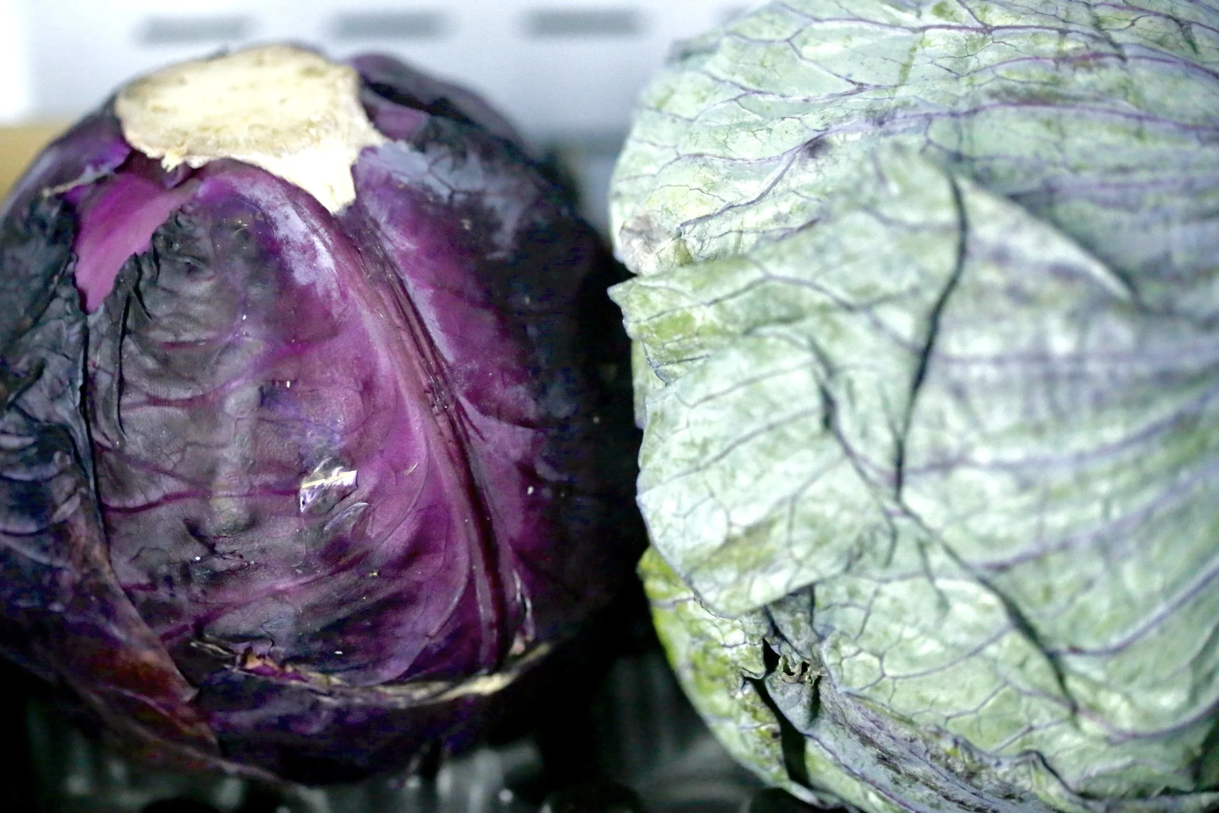 Cabbage Varieties $6 each