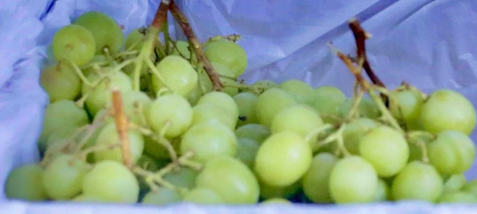 Premium Jumbo Green Grapes $8/kg