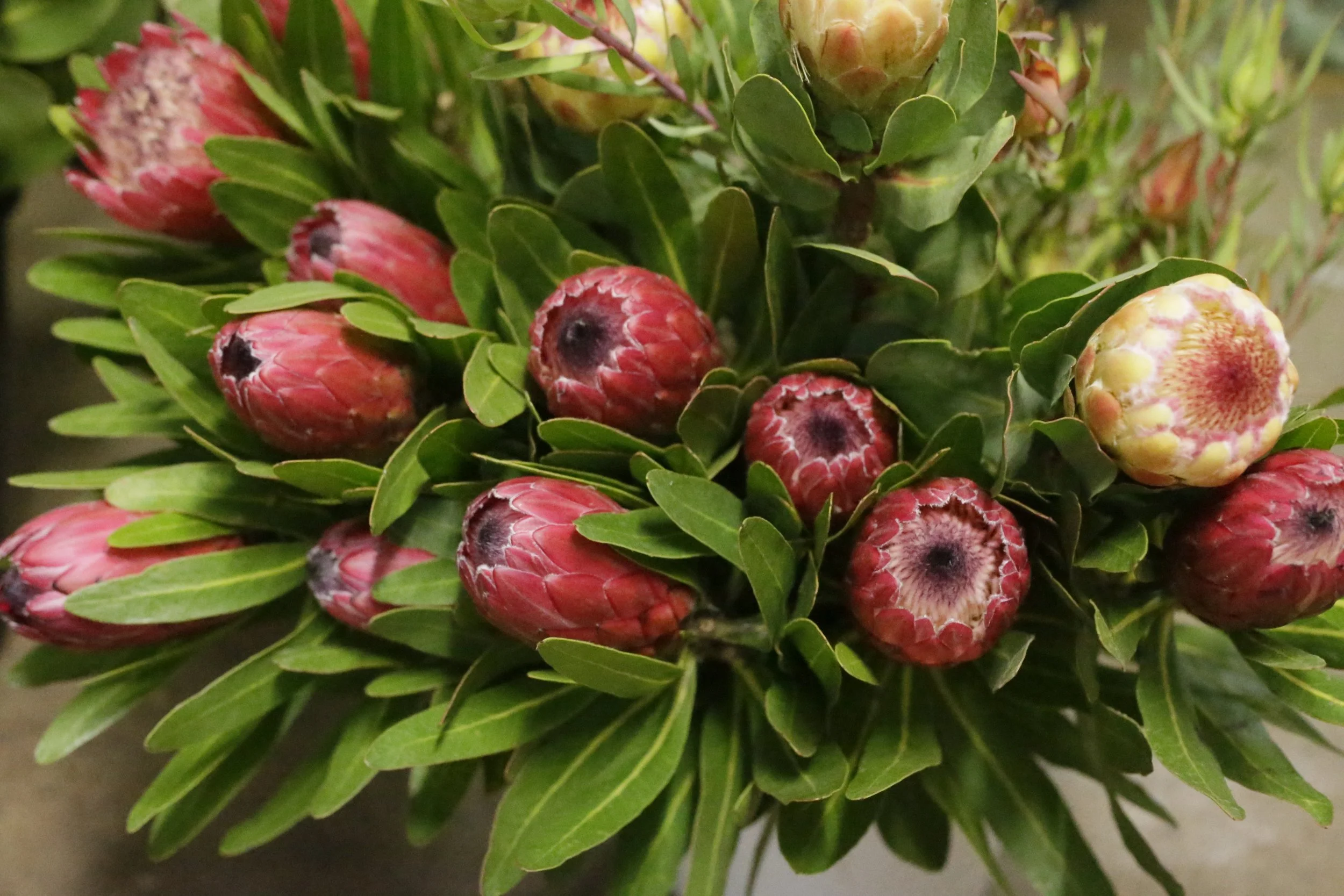 Seasonal Stock Only - Protea Blossom Bouquet