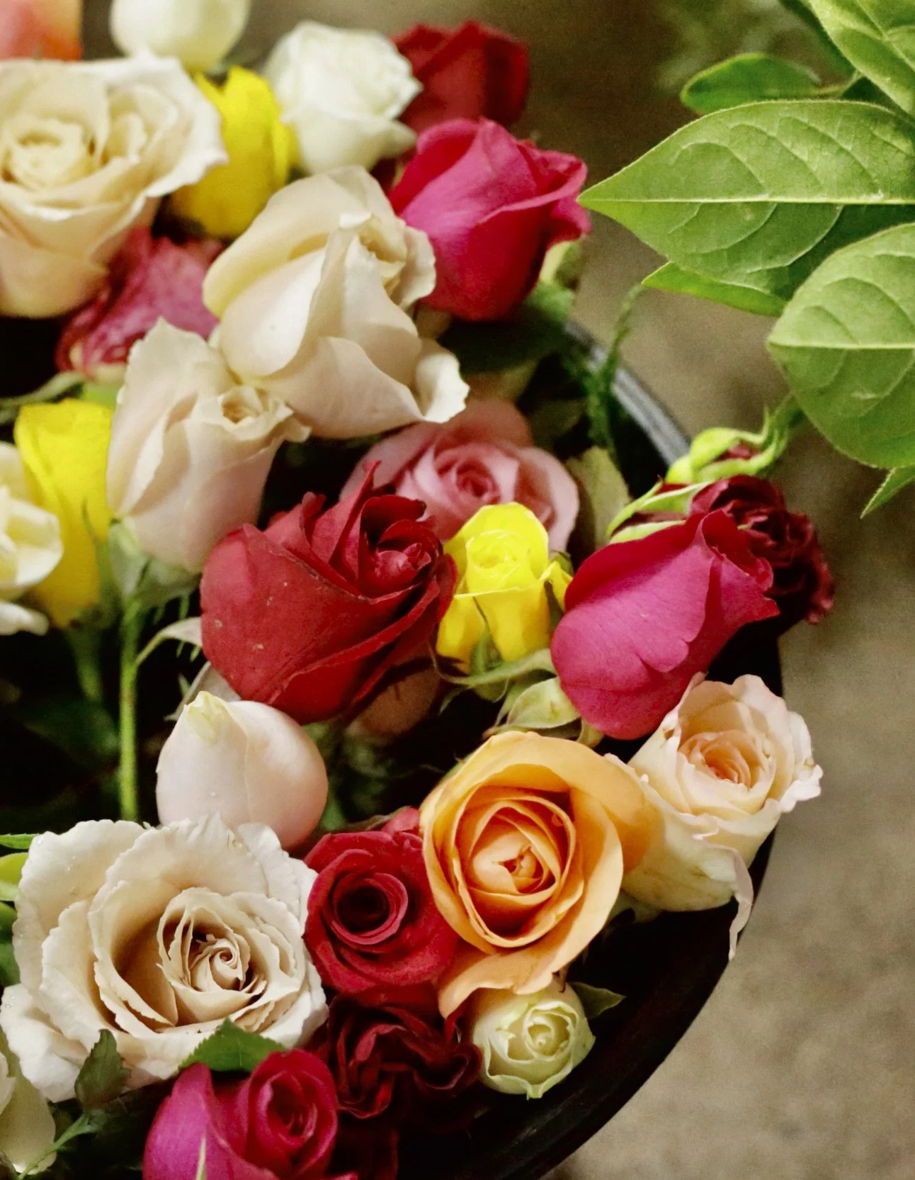 Roses - Galeas Homegrown Roses
