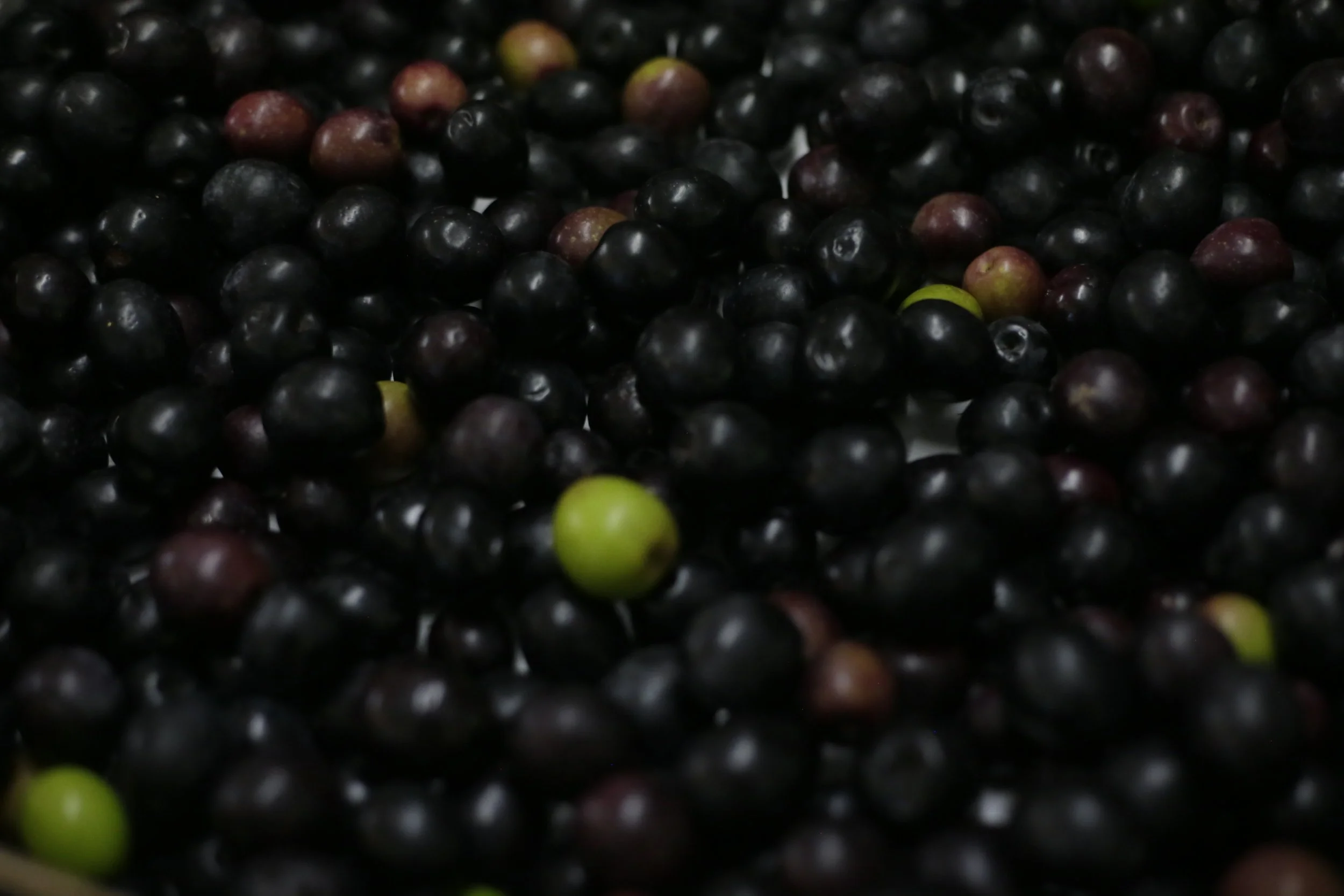 Premium Black Olives