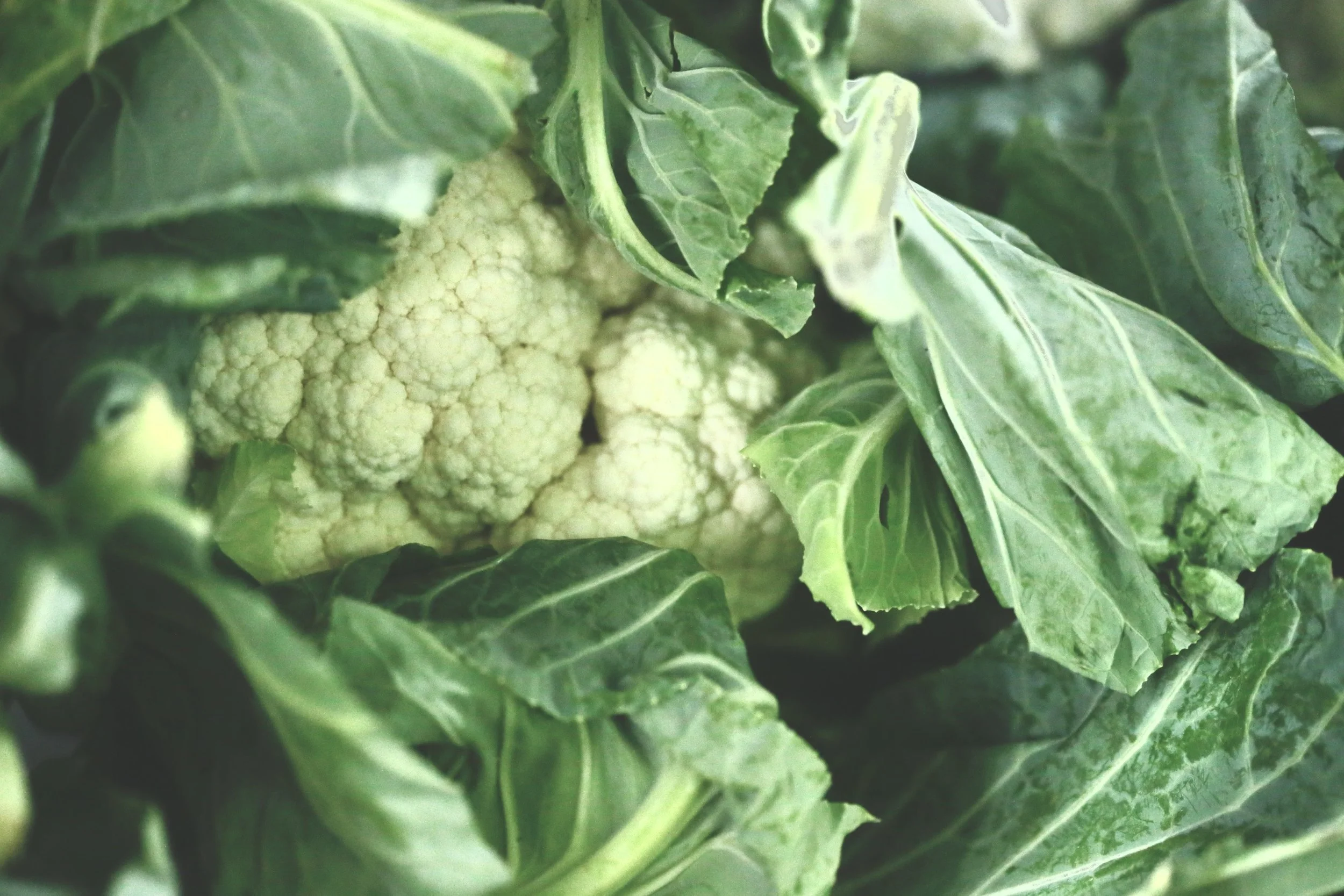 Cauliflower $3 each