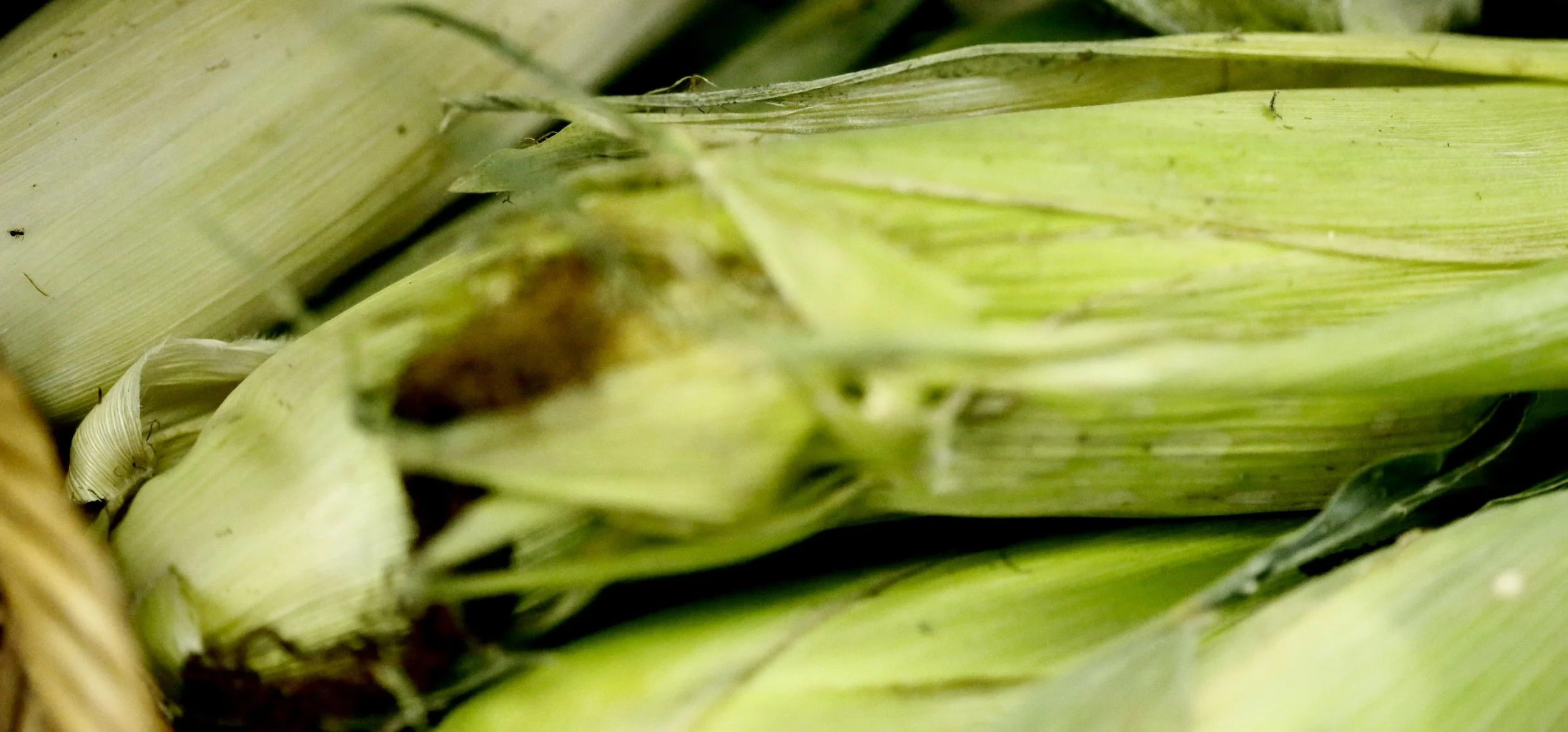 Corn Cob $1.50 Each