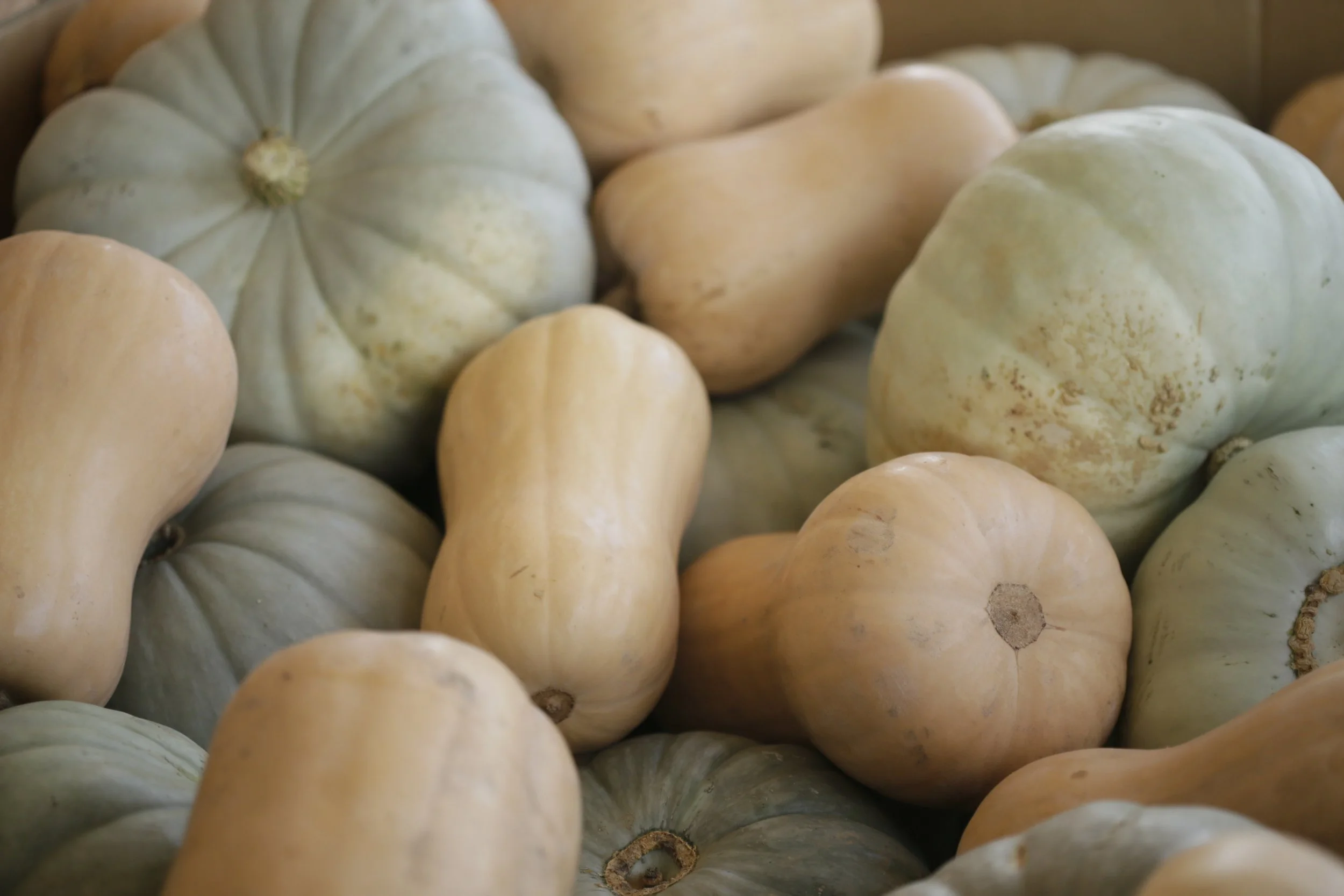 Whole Pumpkin varieties