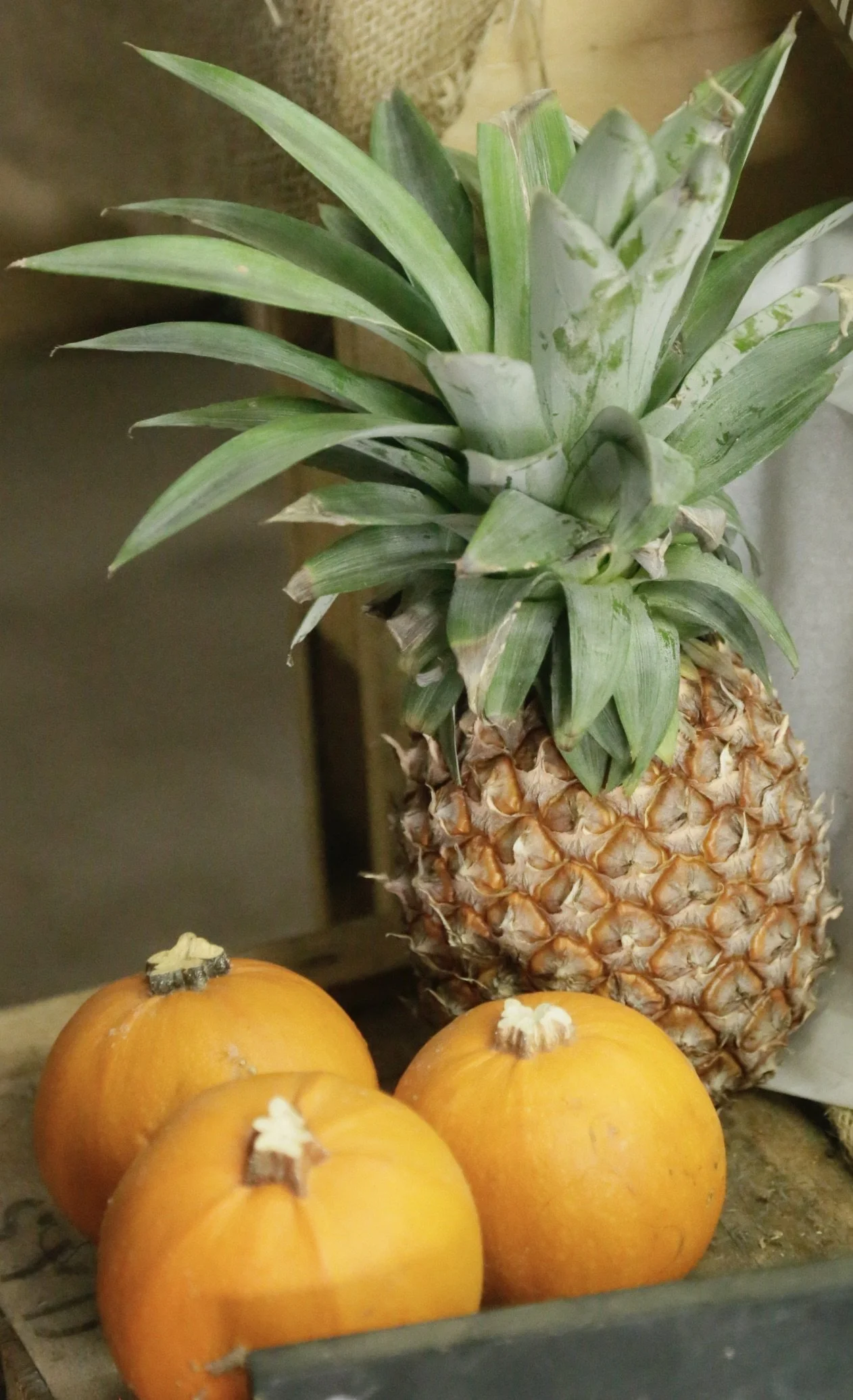 Royalle Jack Pumpkins $2 each