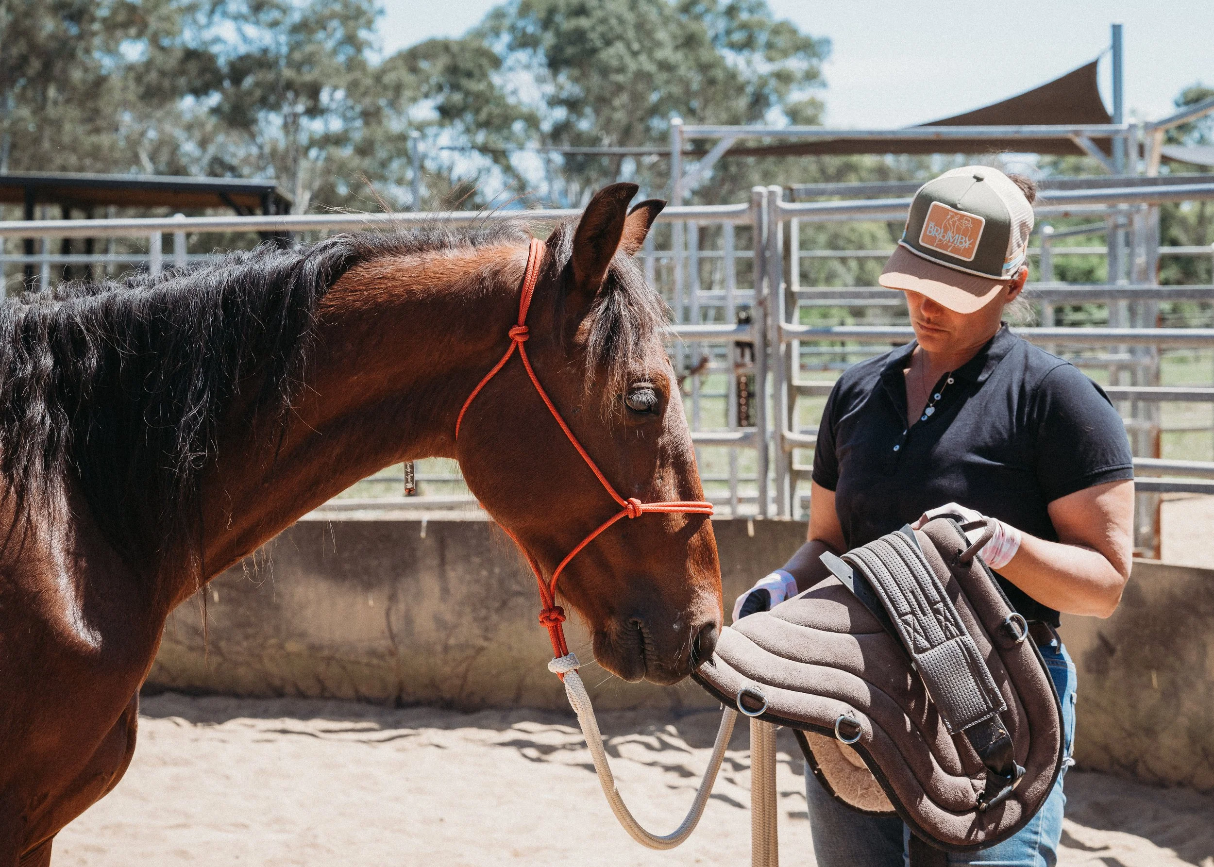 10 Day Brumby Starting Camp QLD 2026: Wild Brumby Training with The Brumby Project