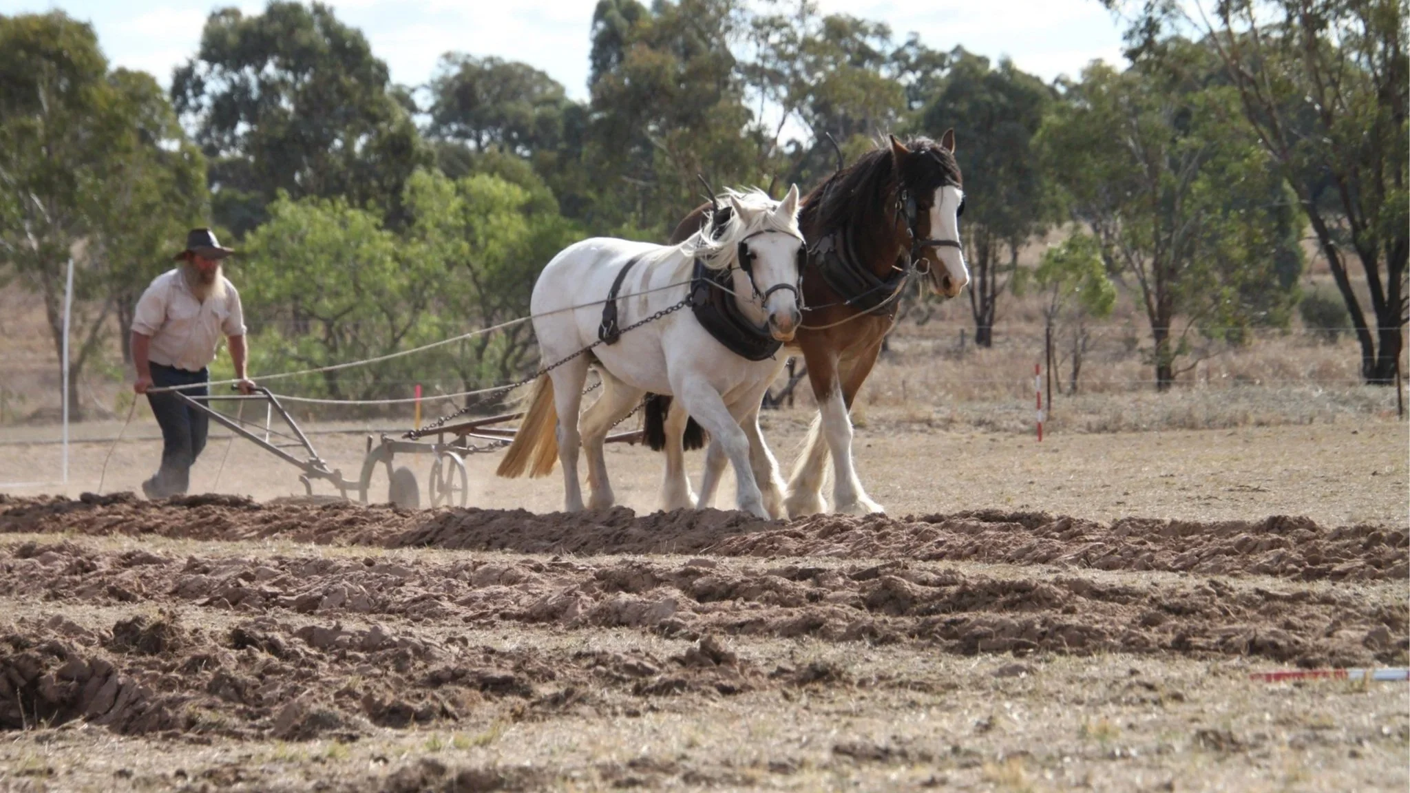The Golden Plough Festival 2026: Celebrating 50 Years of Australia’s Horse Ploughing Heritage