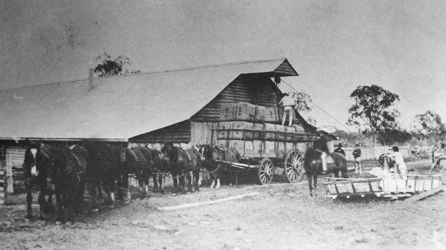 Jondaryan Heavy Horse Weekend 2026: Celebrating Australia’s Gentle Giants at The Woolshed