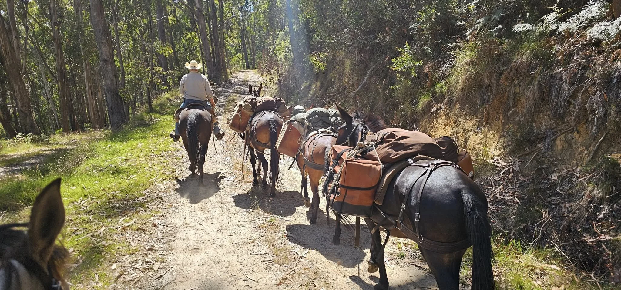 Pack Saddling Australia: Wilderness Horse Riding in Victoria’s High Country