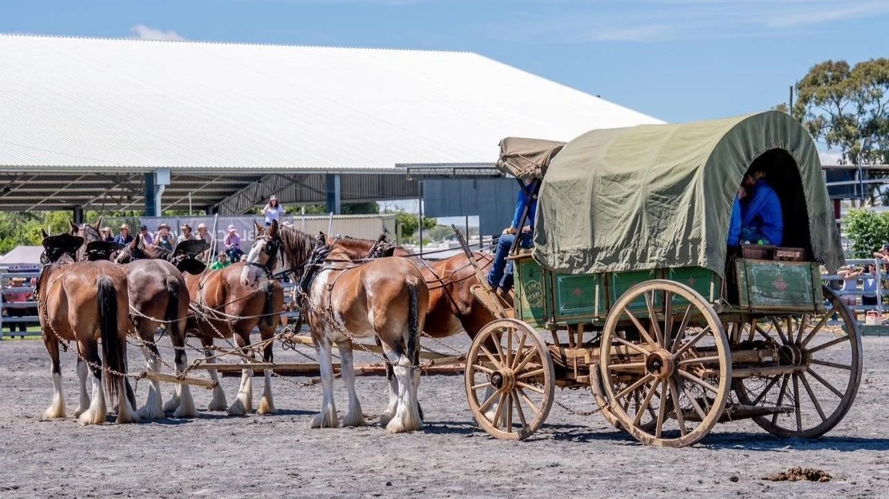 Darling Downs Heavy Horse Festival: Celebrating the Gentle Giants That Helped Build Australia