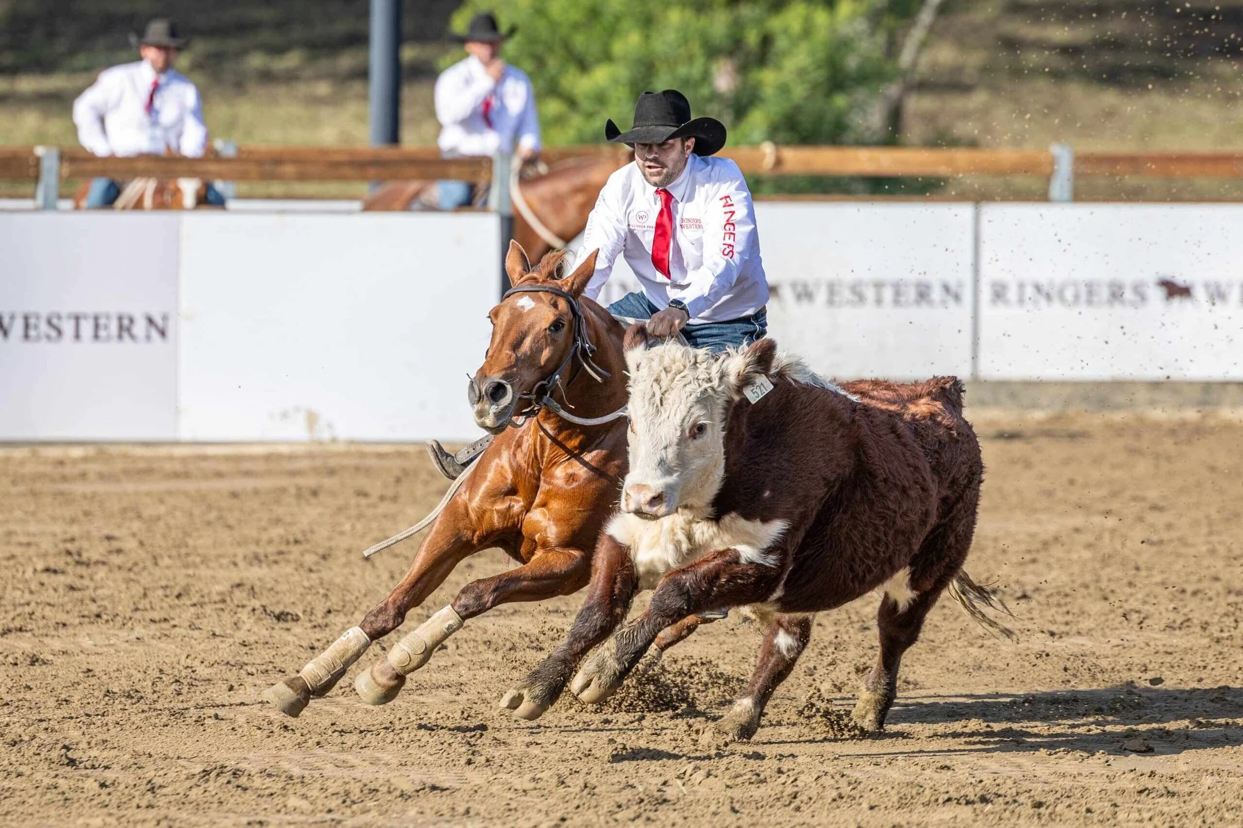 The Gold Buckle Campdraft Championship 2026: Why This Iconic Australian Horse Event Should Be On Your Bucket List