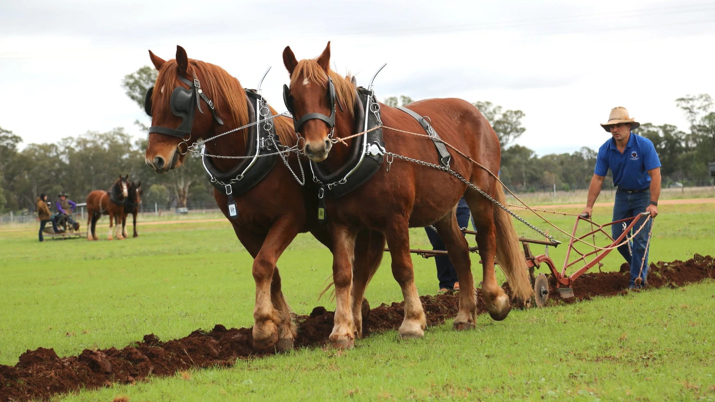The Golden Plough Festival: Where Australia’s Working Horse Heritage Comes Alive