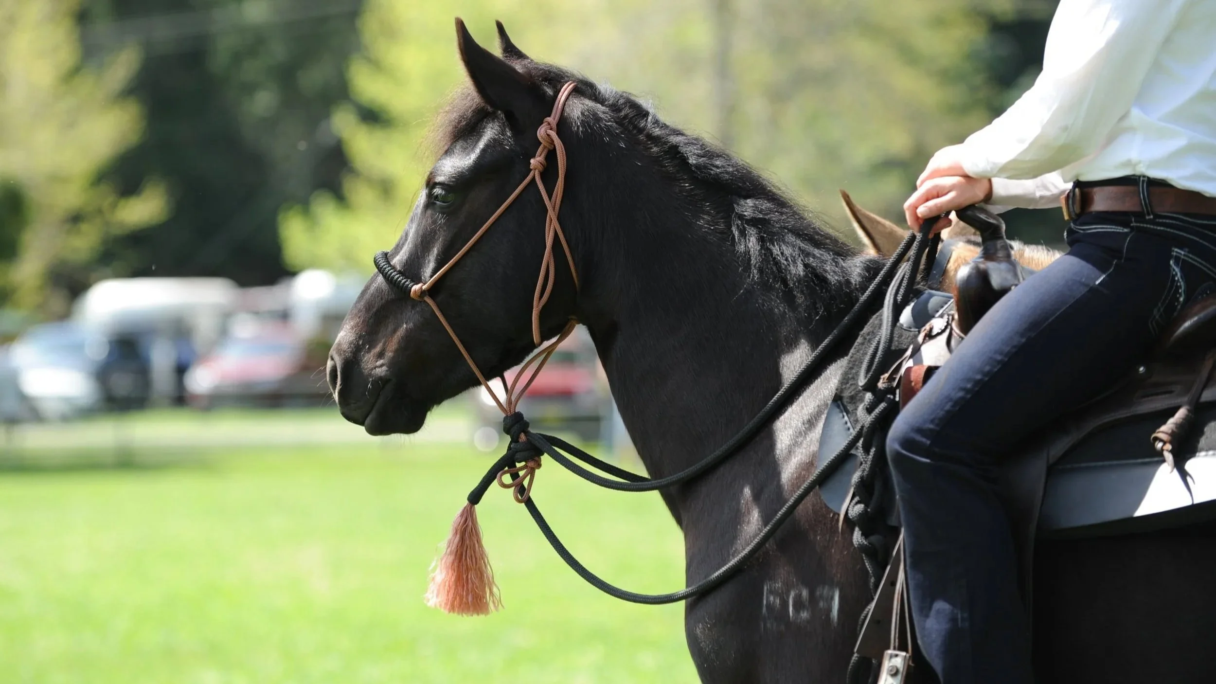 The $20,000 Brumby That Wasn't For Sale