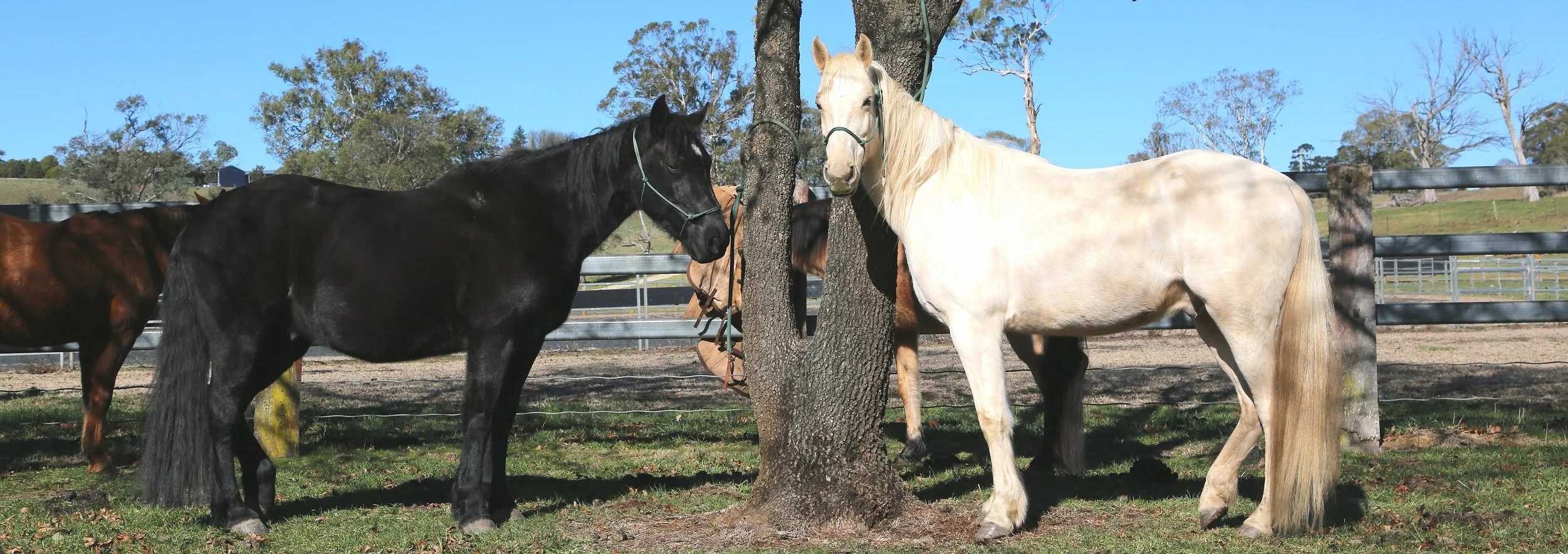 Two Guy Fawkes Brumbies standing patiently.