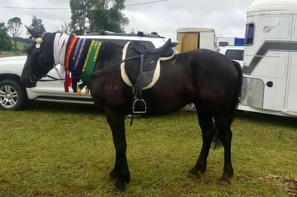 Brumby winning at horse shows