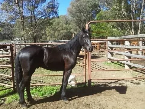 The black brumby colt, Legacy, when he was first trapped.