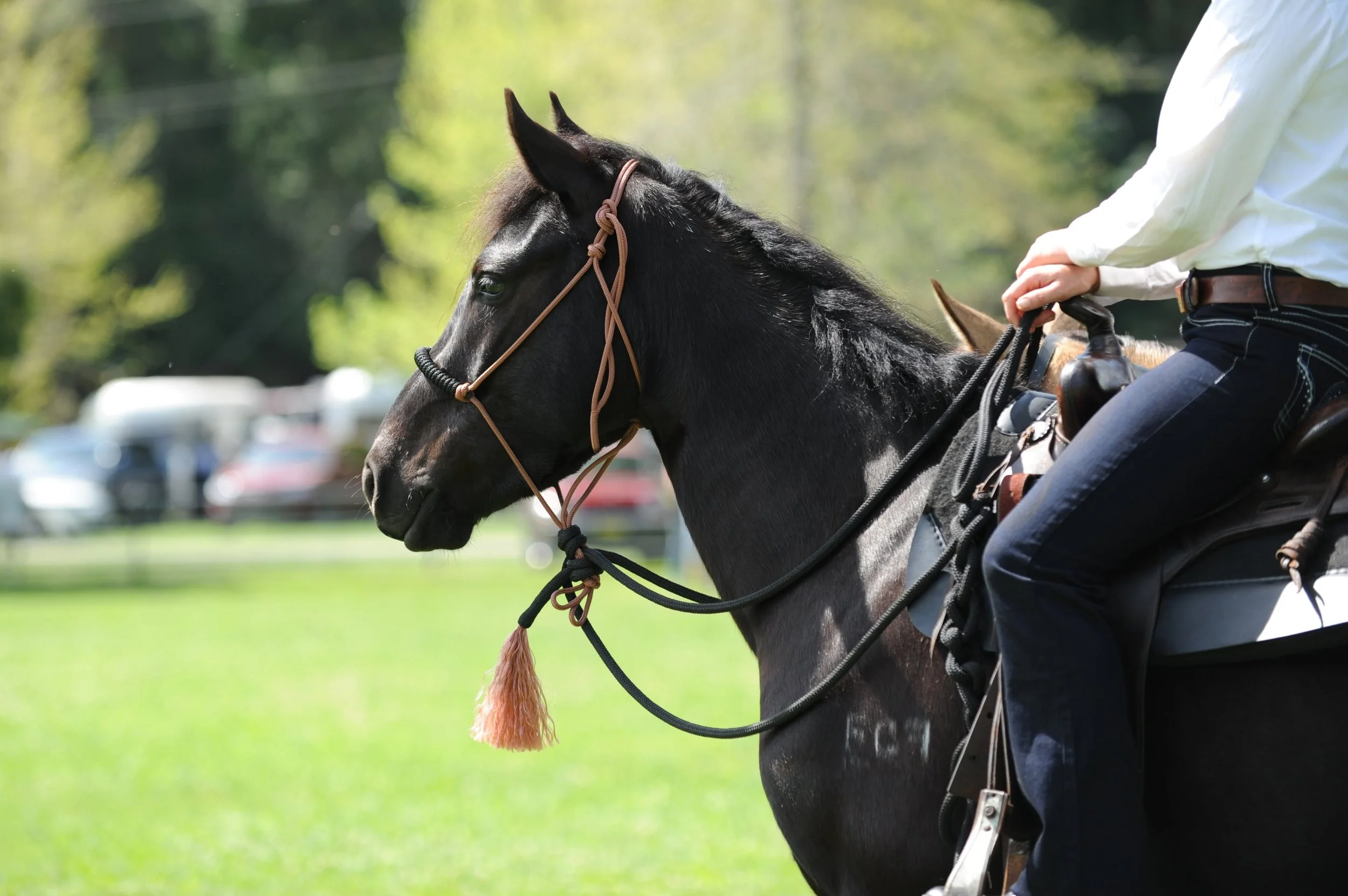 Beautiful Brumby, Legacy.