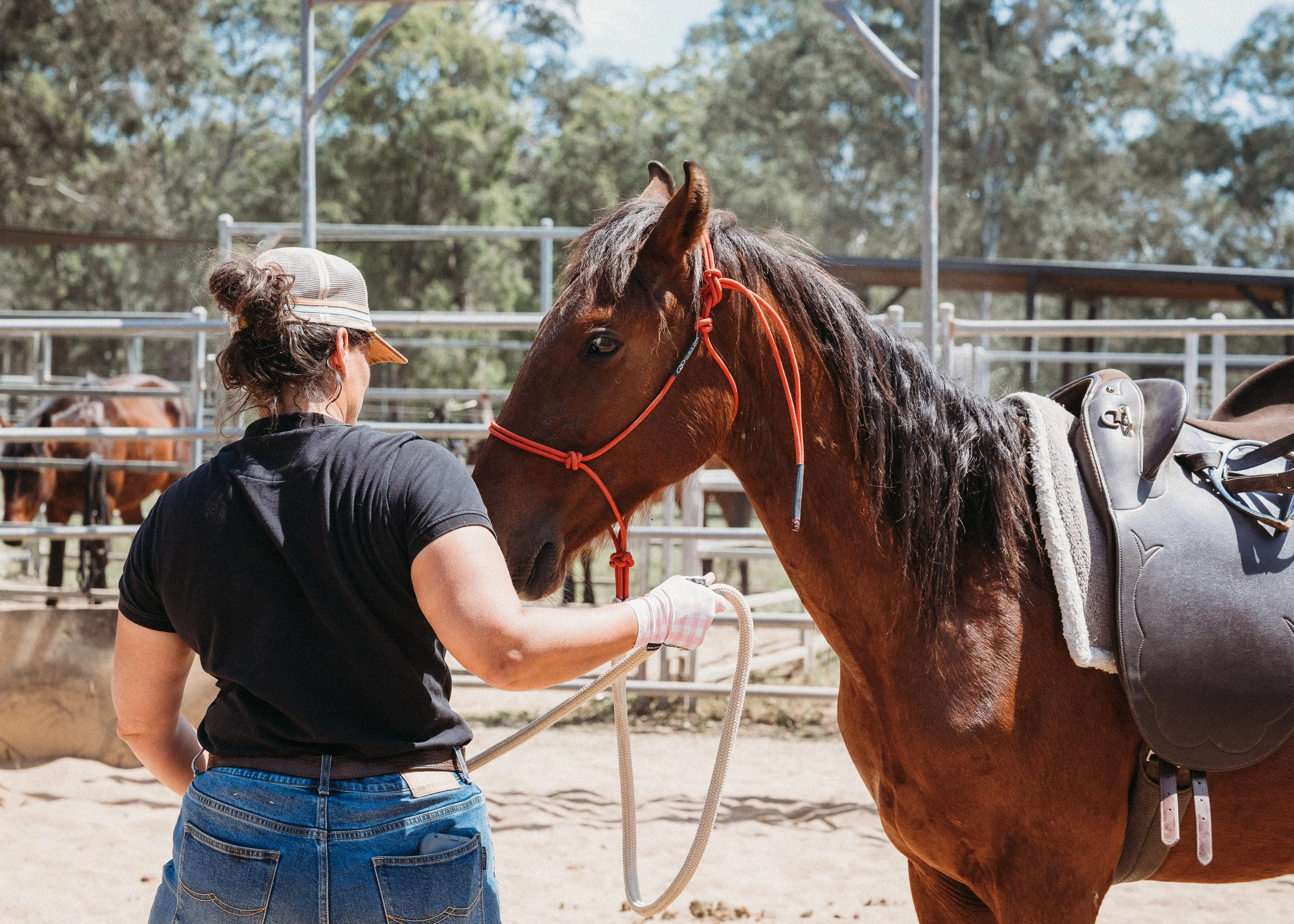 A person in a black shirt and blue jeans, wearing a white cap, is tending to a brown horse, which has a red halter and a saddle, in an outdoor horse enclosure with trees and metal fencing in the background.