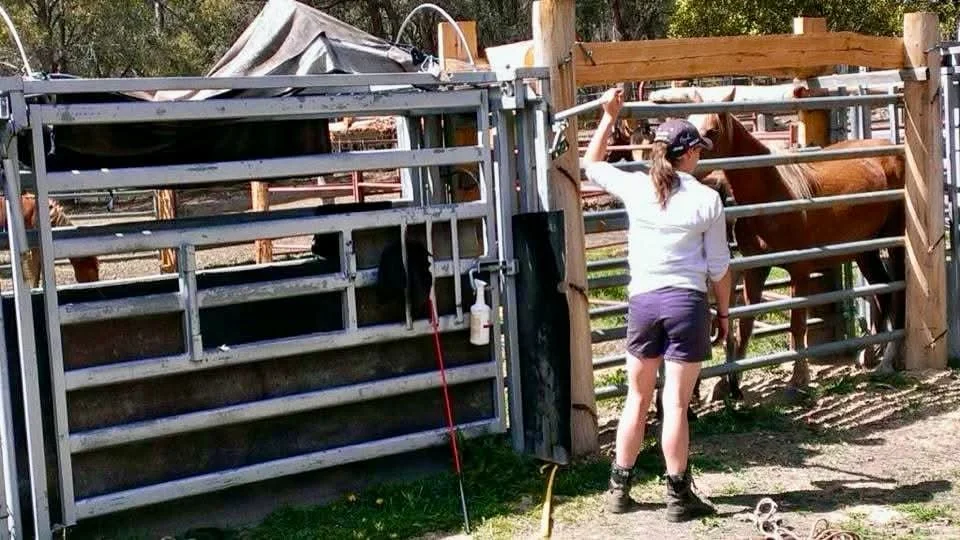 Kate Young working the yards at The Guy Fawkes Heritage Horse holding facility