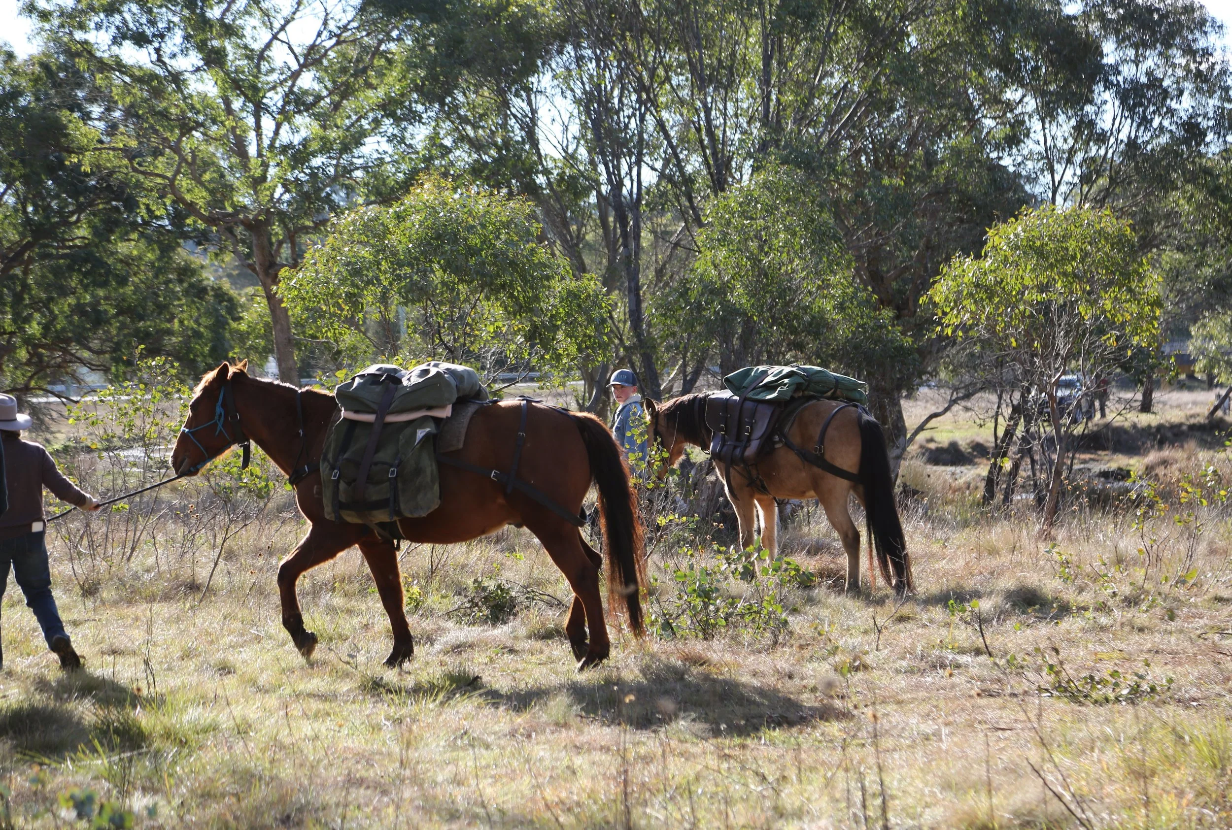 Walking through the bush with pack saddling horses